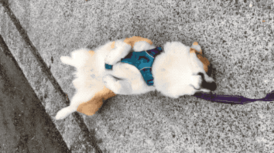 A corgi on its back, adorably wriggling left and right making its paws flop around in the air.